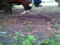 Beastiality taboo horse fucking a female animal